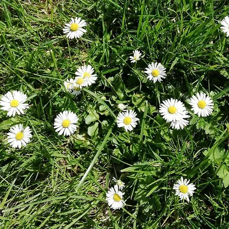 Am Waldrand Spreewald Burg (Spreewald)