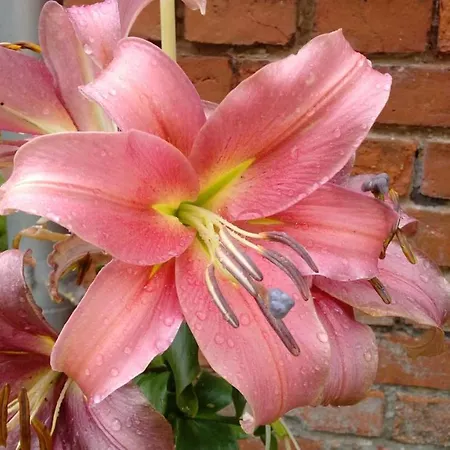 Am Waldrand Spreewald