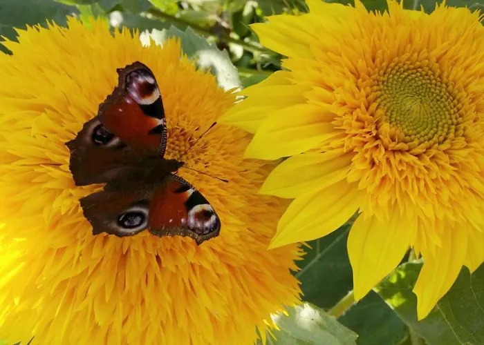 Am Waldrand Spreewald 4* Burg (Spreewald)