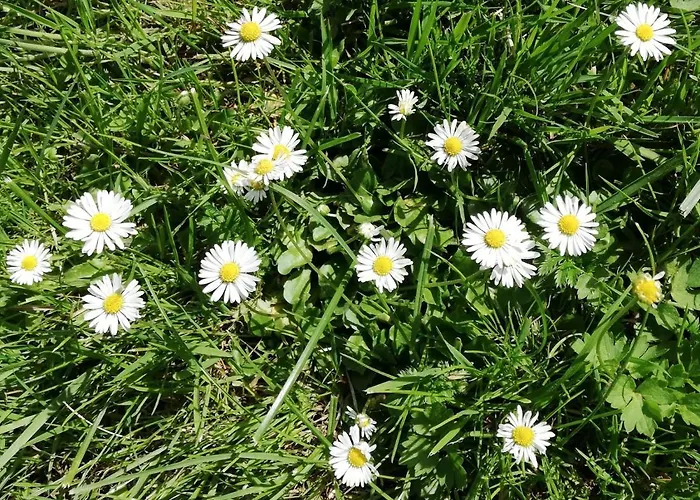 Am Waldrand Spreewald Burg (Spreewald)