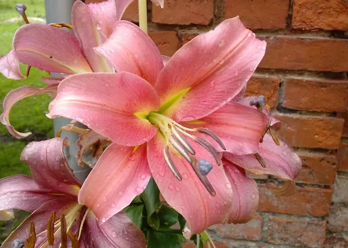 Am Waldrand Spreewald