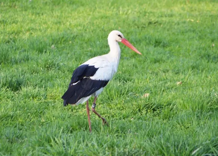 Pensionat Am Waldrand Spreewald Burg (Spreewald)